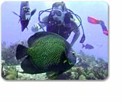 Scuba Dive Without Equipment