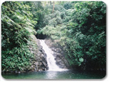 Interactive Rain Forest and River Hike