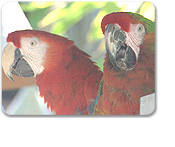 St. Maarten Natural Wonders