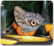 Butterfly Farm & Beach