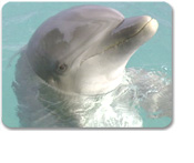 Dolphin Discovery Swim