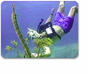Shipwreck Snorkel Adventure
