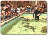 Coral Land & Coral Sea
