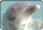 Dolphin Encounter