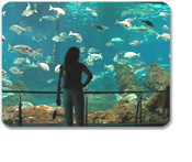 Barcelona Aquarium & Transfer