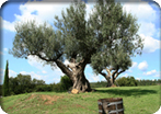 Olive Oil Tasting & Scenic Drive