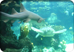 Genoa City & Aquarium