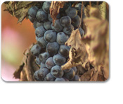 Messina Wine