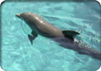 Swimming with Dolphins