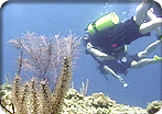 2 Tank Certified Boat Dive
