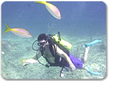 Animal Encounter Snorkel
