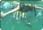 Carib Cats Sail and Snorkel