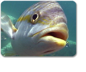 Cayman Underwater Observatory & Island Tour