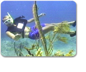 Cayman Underwater Observatory & Reef & Wreck