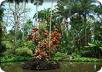 Tropical Botanical Garden Tour