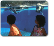 Dolphin Discovery at Sea Life Park