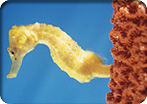 Seahorse Discovery