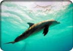 Lanai Wild Dolphin & Snorkel Adventure