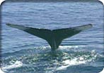 Maui Whale Watch