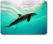 Lanai Wild Dolphin & Snorkel Adventure