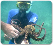 SeaFun Beach Snorkel