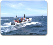 Cabo Zodiac Whale Watch