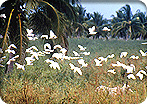 Estuaries & Bird Watching Expedition