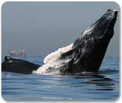 Halfday Whale Watching Tour