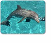Dolphin Encounter