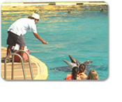 Dolphin Trainer for A Day