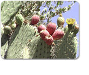 Avalon Scenic & Botanical Garden