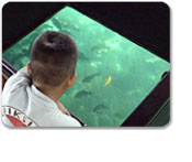 Glass-Bottom Boat Tour