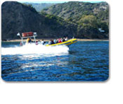 Coastline Exploration & Dolphin Adventure