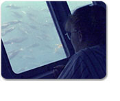 The Undersea Tour