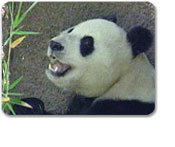 San Diego Zoo