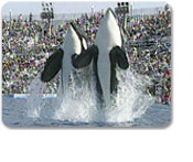 Sea World Adventure Park