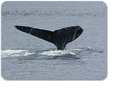 Whale Watching