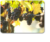 Cowichan Valley Wine Tour