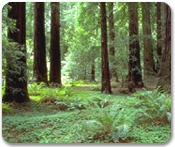 Sausalito & Muir Woods