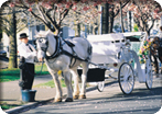 Victoria By Horse Drawn Trolley