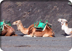 Camels and Maspalomas