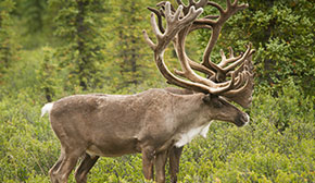 Denali Wildlife in Alaska