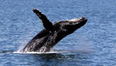 Experience Alaska