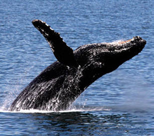 Alaska Cruise Vacation Packages