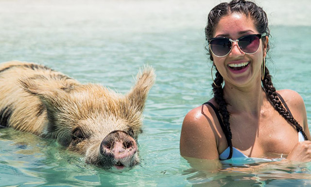 Swimming Pigs Tour