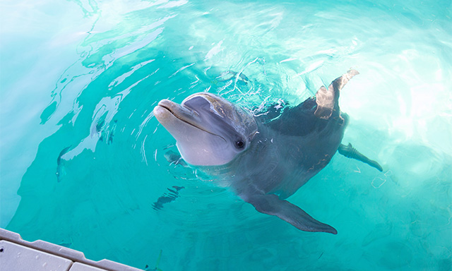 All-Inclusive Dolphin Encounter
