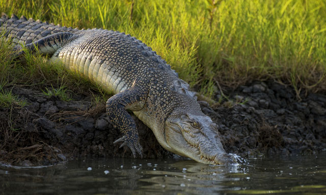 Ultimate Crocodile Adventure