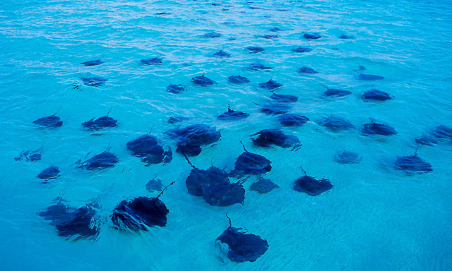 Stringray City near Grand Cayman cruise port