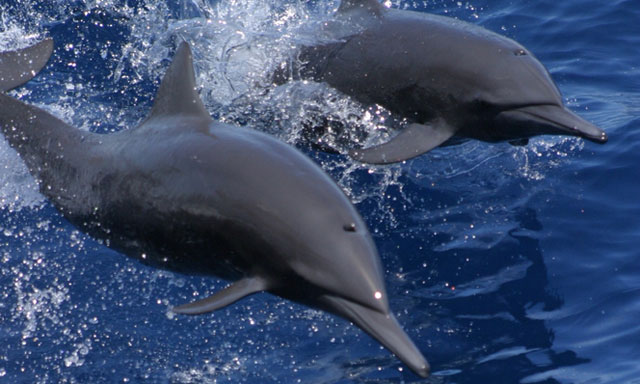 Dolphin Eco Tour
