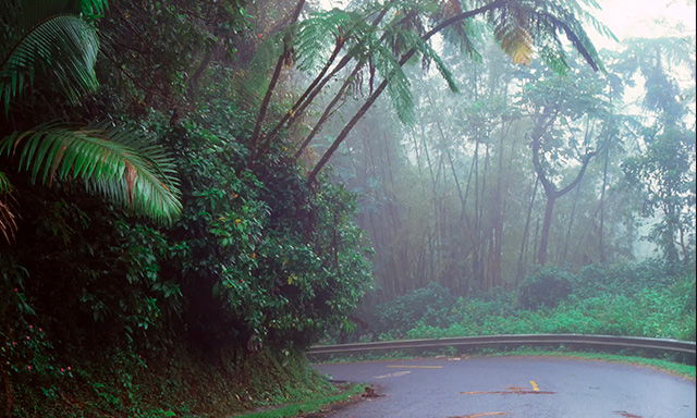 El Yunque Rain Forest Drive with Airport Drop-Off	